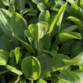 Acetosa (Rumex acetosa), pianta perenne spontanea con foglie verdi dal gusto acidulo, coltivata al Lavandeto di Assisi