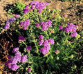 Achillea fuxia vaso 14  Bellissima achillea con fiori fuxia. Le achillee sono piante perenni molto robuste e a bassa manutenzione con lunghissime fioriture.  Vendita piante online