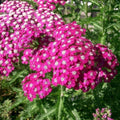 L' Achillea millefolium 'Cassis' . Erbacee perenni vendita online. Questa achillea è una una pianta perenne che ama l'esposizione soleggiata.   Il periodo di fioritura va da Giugno a Settembre, il colore del fiore è rosso tendente al marrone e raggiunge un'altezza massima di 75 cm.