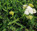 Achillea millefolium schneetaler bianco, è una pianta perenne che ama stare al sole, Il periodo di fioritura va da Giugno a Settembre vaso 14 cm