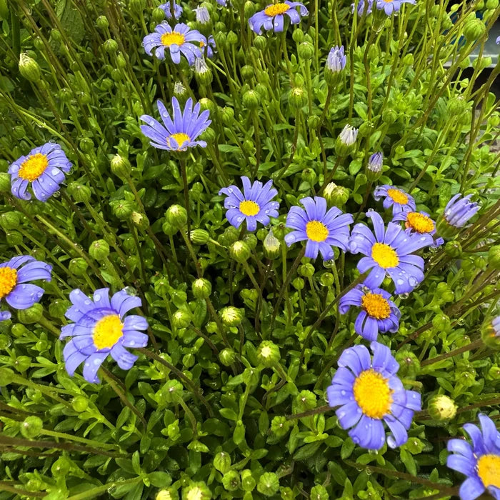Agatea Felicia amelloides pianta con fiori azzurri e centro giallo da giardino