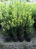 Alloro (Laurus nobilis) con foglie verde scuro aromatiche, pianta per siepi, vasi e uso in cucina mediterranea.