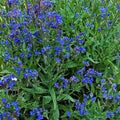 Anchusa azurea in fiore, pianta perenne dai fiori blu intenso ideale per bordure e giardini soleggiati