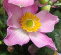 L'Anemone Fantasy 'Cinderella' è una varietà affascinante e delicata di anemone. Solitamente crescendo fino a 30-45 centimetri di altezza, questa pianta perenne produce fiori singoli o semi-doppi di un rosa soffuso, impreziositi da un centro giallo. La fioritura avviene in primavera e in estate, aggiungendo un tocco di eleganza al giardino. Il fogliame verde scuro, di solito lobato, completa il profilo decorativo di questa varietà che è ampiamente apprezzata in giardini perenni e bordure.
