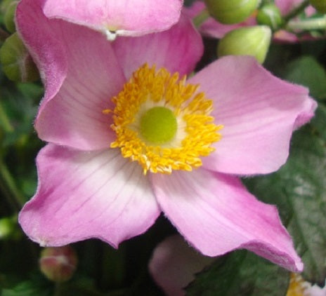 L'Anemone Fantasy 'Cinderella' è una varietà affascinante e delicata di anemone. Solitamente crescendo fino a 30-45 centimetri di altezza, questa pianta perenne produce fiori singoli o semi-doppi di un rosa soffuso, impreziositi da un centro giallo. La fioritura avviene in primavera e in estate, aggiungendo un tocco di eleganza al giardino. Il fogliame verde scuro, di solito lobato, completa il profilo decorativo di questa varietà che è ampiamente apprezzata in giardini perenni e bordure.