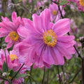 Anemone Hybrida Bressingham Glow è un erbacea perenne che raggiunge un' altezza massima di circa 80 cm, fiorisce da agosto ad ottobre, ama l'esposizione in mezz'ombra , adatta anche al terreno roccioso, il fiore è Rosa scuro