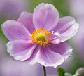 L'Anemone 'Loreley' è una varietà di anemone ibrida con fiori rosa-malva a forma affusolata che sbocciano in estate e all'inizio dell'autunno. La pianta raggiunge un'altezza compresa tra 60 e 90 cm, presenta foglie verde scuro lobate e prospera in posizioni parzialmente ombreggiate con terreno ben drenato. Spesso utilizzata in giardini perenni, bordure e aiuole miste, 'Loreley' aggiunge un tocco di colore e grazia al giardino. La manutenzione è generalmente semplice.