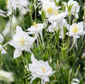 Aquilegia vulgaris 'Alba' è una varietà di Aquilegia con fiori a forma di campana di colore bianco puro, che si protendono dalla parte superiore della pianta. Cresce fino a circa 60-90 cm di altezza e predilige terreni ben drenati e posizioni soleggiate o parzialmente ombreggiate. È una pianta erbacea perenne rustica e resistente al freddo, ideale per aiuole, bordure e giardini perenni. La sua fioritura avviene in primavera o all'inizio dell'estate, aggiungendo freschezza e luminosità al giardino.