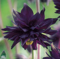 Aquilegia vulgaris 'Black Barlow' vendita è una varietà distintiva di Aquilegia caratterizzata da fiori profondamente doppi di colore nero-viola. I suoi fiori a campanella creano un effetto drammatico nel giardino. Cresce fino a 60-90 cm di altezza e prospera in terreni ben drenati e posizioni soleggiate o parzialmente ombreggiate. Rustica e resistente al freddo, aggiunge un tocco di fascino e contrasto nelle aiuole e nei giardini perenni.