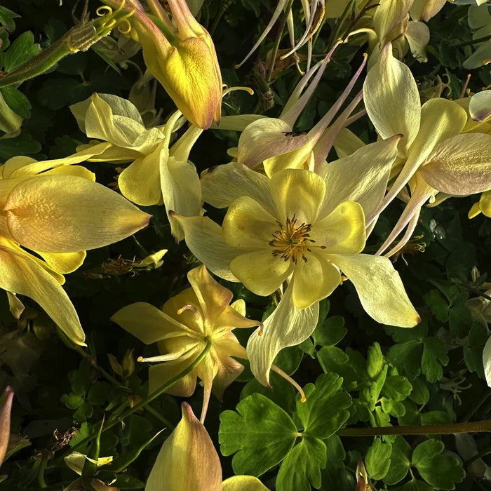 Aquilegia vulgaris 'Yellow Queen' in fiore con corolle gialle e speroni eleganti, ideale per bordure ombreggiate e giardini naturalistici.
