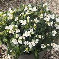 Arabis caucasica è una pianta perenne tappezzante sempreverde, con foglie verde-grigio decorative tutto l'anno e fiori bianchi profumati da marzo a maggio. Alta 10-20 cm, si espande rapidamente e si adatta a terreni poveri e ben drenati in posizioni soleggiate o semiombreggiate. Resistente a freddo e siccità, richiede poca manutenzione.