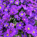 L'Aster dumosus 'Alpha Purple Space' è una pianta perenne compatta della famiglia delle Asteraceae, nota per la sua fioritura autunnale. Ha un portamento cespuglioso e raggiunge un'altezza di 30-40 cm. I fiori, simili a margherite, sono di un vivace viola porpora con un centro giallo. Fiorisce tra la fine dell'estate e l'autunno, preferendo posizioni soleggiate o parzialmente ombreggiate. Cresce meglio in terreni ben drenati ed è una pianta resistente e di facile manutenzione. In inverno la parte aerea scom