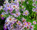 Aster novi belgi colore azzurro vaso 14 cm di diametro  Gli aster sono piante perenni stupende che in autunno regalano fioriture eccezionali.  Pianta vigorosa alta da 60 a 90 cm, resistente al gelo, al caldo e alla siccità, non hanno bisogno di cure,  La sua fioritura avviene da metà settembre ad Ottobre, fiori simili alle marghetite, di coloro azzurro,  cespugli alti.