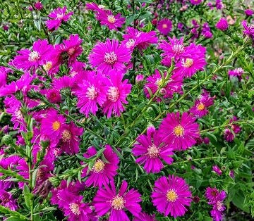 Aster novi belgii colore fuxia, pianta perenne molto robusta e rustica. Fiorisce a settembre e in ottobre altezza cm 60/80. Aster novi belgii vaso 14 cm