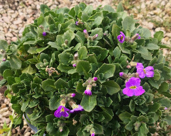 Aubretia caucasica vaso 14 cm di diametro.   è una Perenne ama il terreno Roccioso e il sole, il periodo di fioritura va da Aprile a Maggio