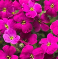 Aubrieta hybrida ‘Audrey Red Purple’ in fiore, pianta tappezzante sempreverde dai fiori rosso-viola per bordure e giardini rocciosi