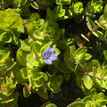 Bacopa caroliniana, pianta acquatica ossigenante con foglie profumate e fiori azzurri, venduta in rizoma. Ideale per laghetti e vasche ornamentali.