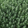 Ballota pseudodictamnus pianta perenne mediterranea con fogliame argenteo vellutato