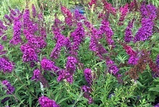 buddleja-blue-chip-arbusto-nano-fiori-blu