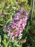 Buddleja hybrida ‘Pink Delight’, arbusto ornamentale con lunghi grappoli di fiori rosa profumati che attirano farfalle