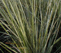 Calamagrostis × acutiflora ‘Overdam’, graminacea ornamentale con foglie variegate e spighe erette dorate