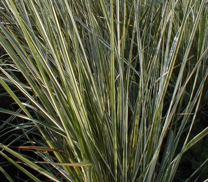 Calamagrostis × acutiflora ‘Overdam’, graminacea ornamentale con foglie variegate e spighe erette dorate