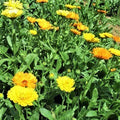 Calendula, officinale erbacea che appartiene alla famiglia delle Asteraceae, la sua  radice è  fittonante e il  fusto è ramificato e ricoperto da peluria, le foglie sono  spesse e i fiori di  colore arancio e giallo, che compaiono in primavera-estate e continuano anche in autunno. L' aroma delle sue foglie  allontana le zanzare. Piantata nell’orto, vicino ai pomodori  tiene lontana molti parassiti, attira impollinatori e molti insetti utili. Si risemina con grande facilità.