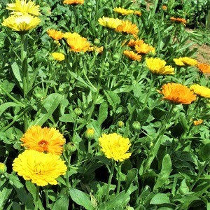 Calendula, officinale erbacea che appartiene alla famiglia delle Asteraceae, la sua  radice è  fittonante e il  fusto è ramificato e ricoperto da peluria, le foglie sono  spesse e i fiori di  colore arancio e giallo, che compaiono in primavera-estate e continuano anche in autunno. L' aroma delle sue foglie  allontana le zanzare. Piantata nell’orto, vicino ai pomodori  tiene lontana molti parassiti, attira impollinatori e molti insetti utili. Si risemina con grande facilità.