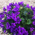 Campanula carpatica blu.  Bellissima piantina perenne tappezzante con fiori a campanella blu. Resiste al sole pieno e al gelo. Fiorisce ad aprile e maggio.  Graziose anche le piccole foglioline. Foglie persistenti anche in inverno. Campanula portenschlagiana vaso 12