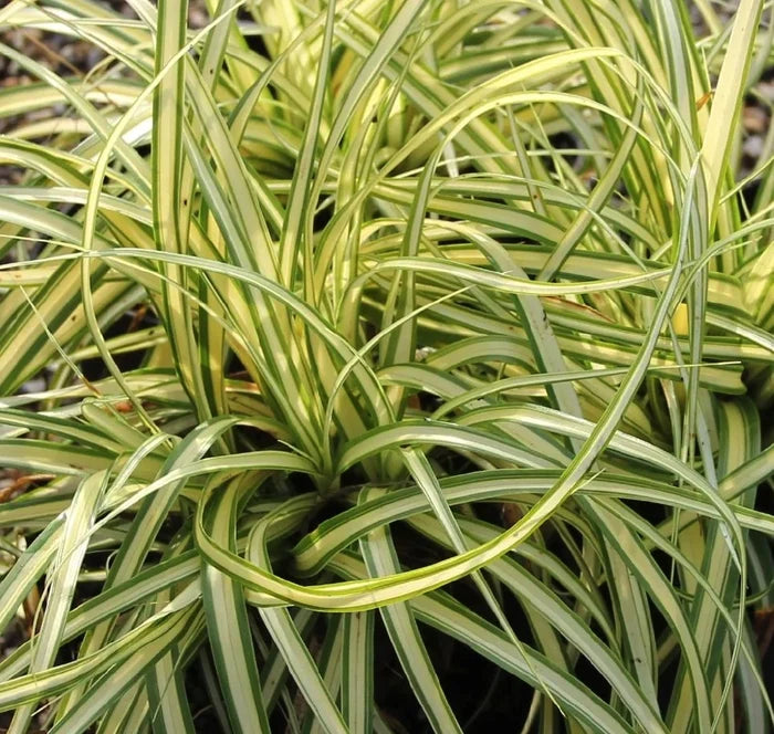 Carex hachijoensis ‘Maxigold’, graminacea ornamentale sempreverde con foglie variegate verde scuro e dorato