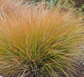 Carex testacea è una specie di graminacea ornamentale Vaso 18 cm, Cresce in modo compatto e ha foglie strette e rigide di colore giallo brillante. Fiorisce in primavera con piccoli spadice verdi. Questa pianta è resistente alla siccità e ama l'esposizione soleggiata.