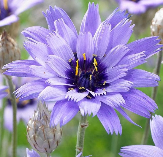 Catananche Caerulea Blue è una pianta erbacea, raggiunge un'altezza massima di 90 cm, ama l'esposizione soleggiata, fiori di colore blu durante l'estate.  Vaso 14