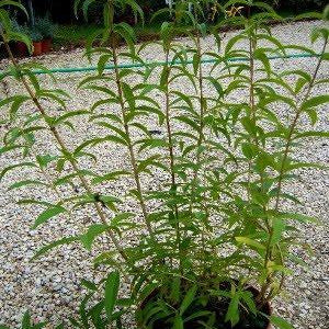 Cedrina - Erba Luigia - Verbena odorosa  Pianta perenne al profumo di limone. Detta anche limoncina. Al sud Italia spesso viene piantata come siepe in quanto allontana le zanzare. Alle basse temperature perde le foglie e  le rimette piuttosto tardi. Le sue foglie sono edibili e sono utilizzate per fare un liquore al sapore di limone. Vaso 14 cm