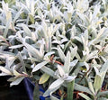 Cerastium tomentosum. Pianta perenne sempreverde  tappezzante e ricadente  con foglie argentate, altezza 10/15 cm fiori bianchi a aprile a giugno  vive bene al sole ma anche nelle zone semi ombreggiate,  è una pianta molto robusta, adatta ai muretti alle scarpate, davanti nelle aiuole, nelle balconiere, una piantina che cresce bene e a non ha bisogno di cure.   Cerastium tomentosum vaso 14