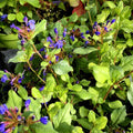 Ceratostigma plumbaginoides, pianta perenne tappezzante con fiori blu intenso a forma di stella e foglie verdi che in autunno diventano rossastre, ideale per bordure e giardini rocciosi.