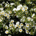 Cistus × corbariensis in fiore con petali bianchi e centro giallo, arbusto sempreverde rustico per giardini mediterranei e bordure soleggiate.