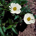 Cistus laurifolius, arbusto sempreverde mediterraneo con foglie simili all’alloro e grandi fiori bianchi
