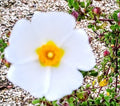 Cistus salvifolius in fiore con petali bianchi e cuore giallo, arbusto mediterraneo sempreverde per giardini soleggiati e siccitosi.