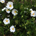 Cistus x aguilarii, arbusto mediterraneo sempreverde con grandi fiori bianchi e macchie rosso-porpora