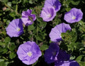 Convolvulus mauritanicus, pianta perenne tappezzante con fiori azzurro-lilla a forma di campanella