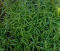 Dragoncello francese, Artemisia dracunculus var. sativa, erba aromatica perenne dal sapore delicato