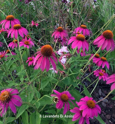 L'Echinacea angustifolia rosea Vaso 14 cm, è una specie di pianta perenne appartenente alla famiglia delle Asteraceae. È nota anche come Echinacea rosa e viene coltivata per i suoi fiori attraenti e per le sue proprietà medicinali. Questa pianta ha fiori rosa chiaro a forma di cono che sbocciano in estate e foglie verde scuro. Vendita echinacee,  echinacee vendita online