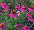 Echinacee vendita, vendita echinacea online, Echinacee  purpure little magnus, vendita echinacee online, echinacee vendita online
