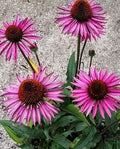 Echinacea Picabella (R) Vaso 16, 17 cm, altezza 50 cm, è una varietà di Echinacea, una pianta perenne appartenente alla famiglia delle Asteraceae. Questa varietà è nota per i suoi fiori di colore rosa brillante che sbocciano in estate. Le foglie di questa pianta sono verde scuro e hanno una forma allungata. Echinacea pianta vendita
