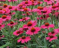 chinacea 'SunSeekers Magenta' Vaso 15.  Erbacea perenne color Rosso Magenta Resistente al freddo e al caldo. Fioritura da giugno a ottobre .