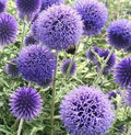 L'Echinops ritro 'Blue Globe' è una pianta perenne caratterizzata da capolini floreali sferici di colore blu intenso, che si sviluppano in estate. La sua forma compatta raggiunge un'altezza di circa 90-120 centimetri, con foglie lanceolate grigio-verdi. Apprezzata per la sua resistenza e adattabilità, questa pianta è ideale per giardini perenni e rocciosi, richiedendo terreni ben drenati e esposizione soleggiata. La 'Blue Globe' è anche nota per attirare farfalle e api.