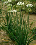 Allium tuberosum (Erba Aglina) con foglie piatte e fiori bianchi, pianta aromatica dal sapore d’aglio delicato.