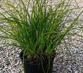 Erba cipollina (Allium schoenoprasum) in fiore con fiori lilla e steli verdi sottili, ideale per cucina ed orti aromatici.