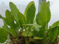 Balsamita major (Erba della Madonna) con foglie vellutate e profumo balsamico, pianta aromatica e officinale per giardini rustici.