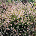 Erica carnea bianca in fioritura, tappezzante sempreverde per bordure e giardini rocciosi
